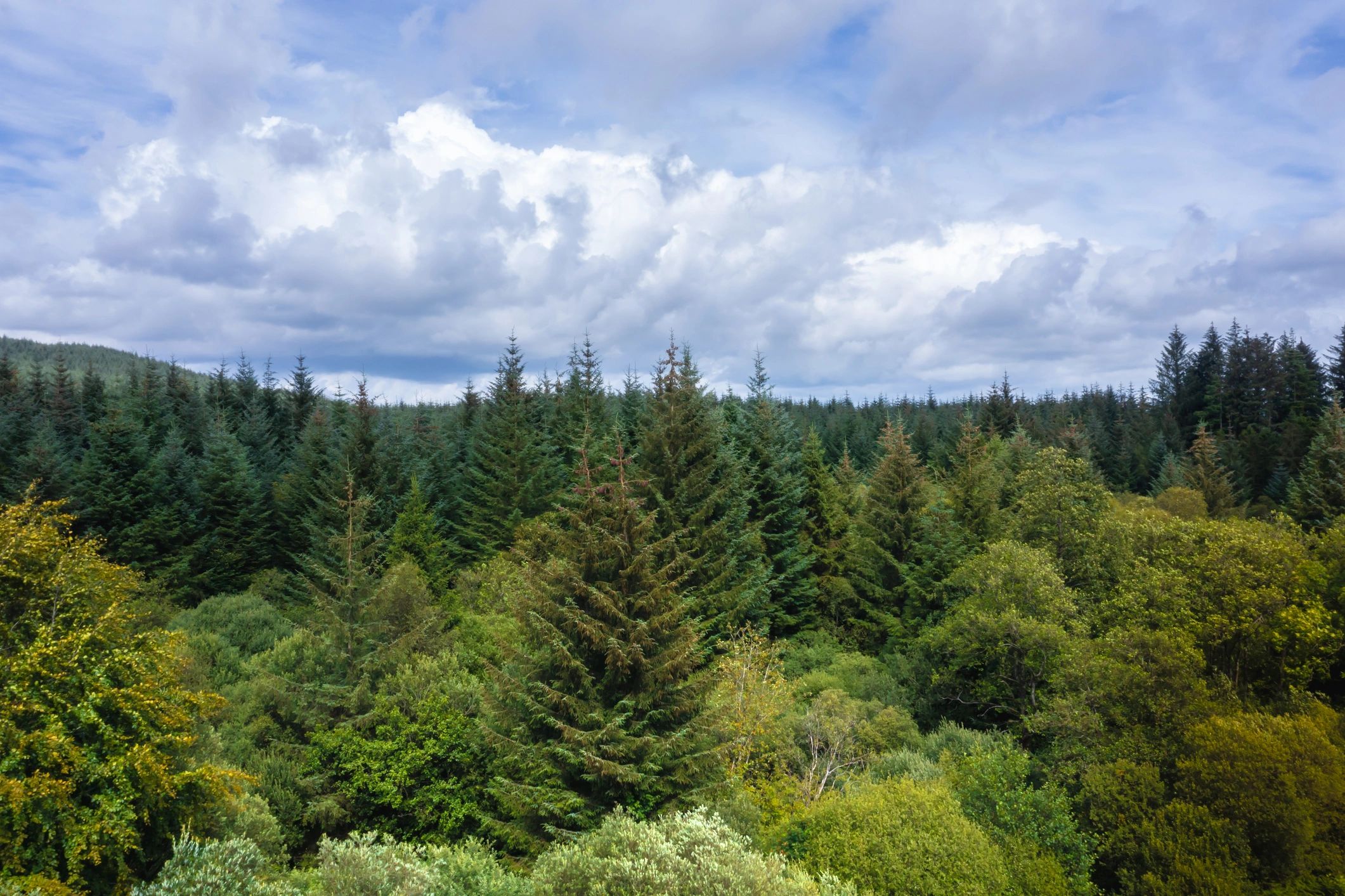 High angle view of healthy forest canopy