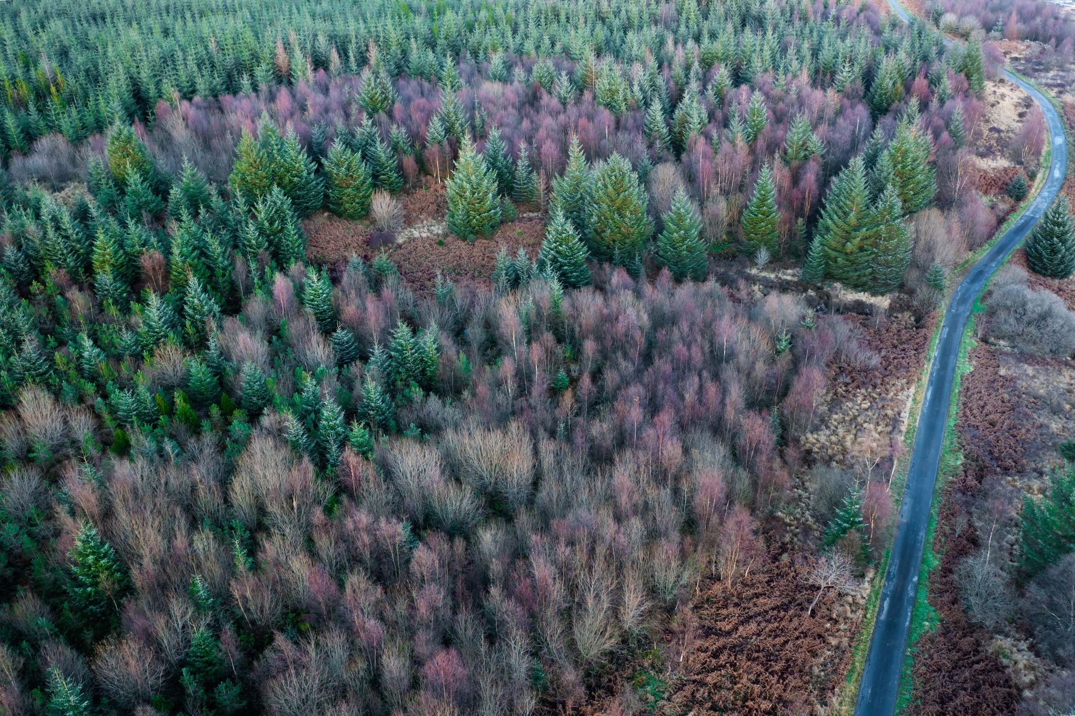 Aerial view of managed forestland