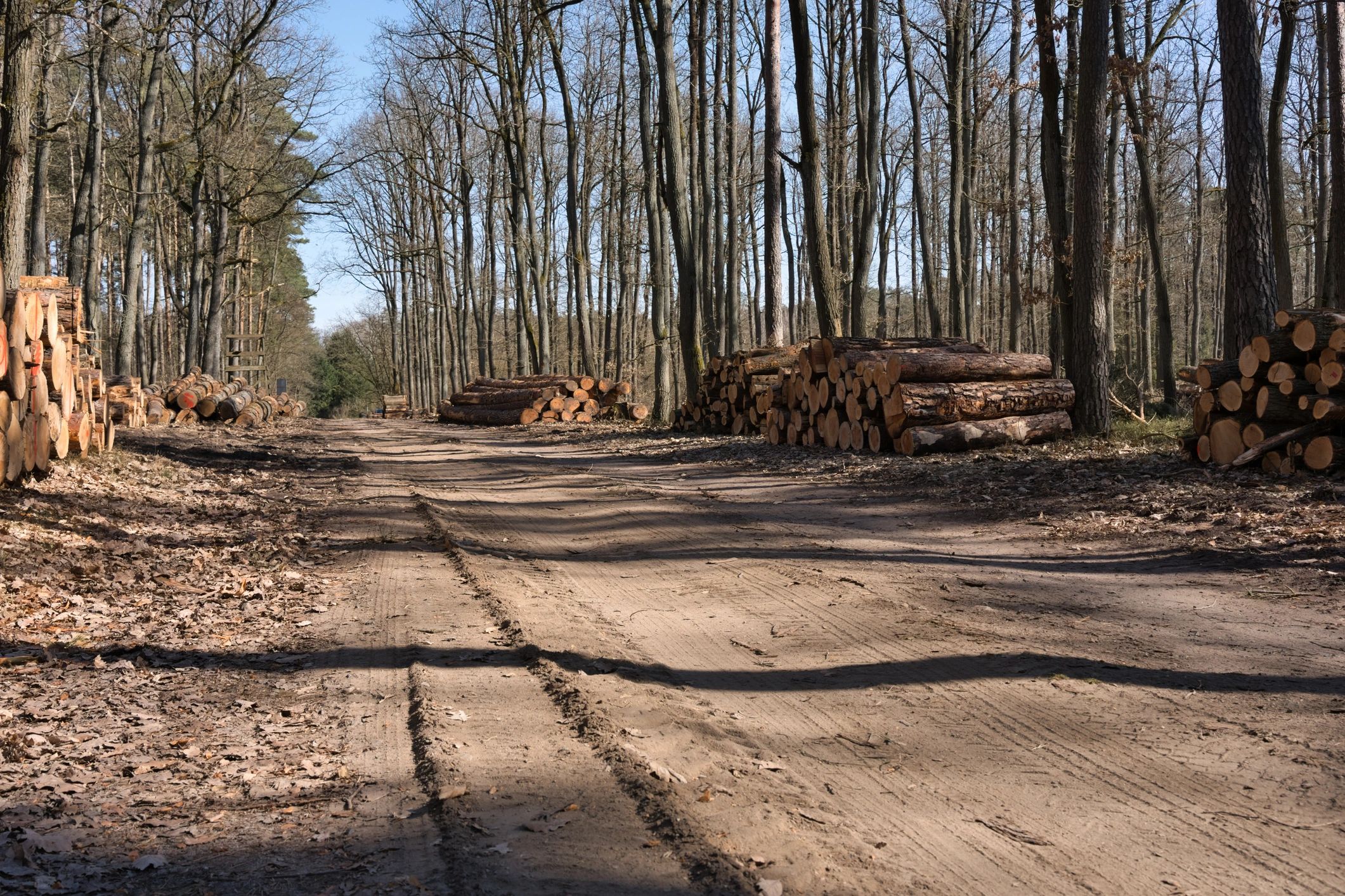 Stacks of timber logs in managed forest